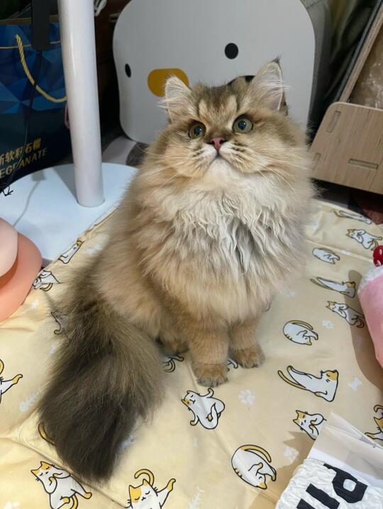 低成本把猫养好记录（打工人篇）