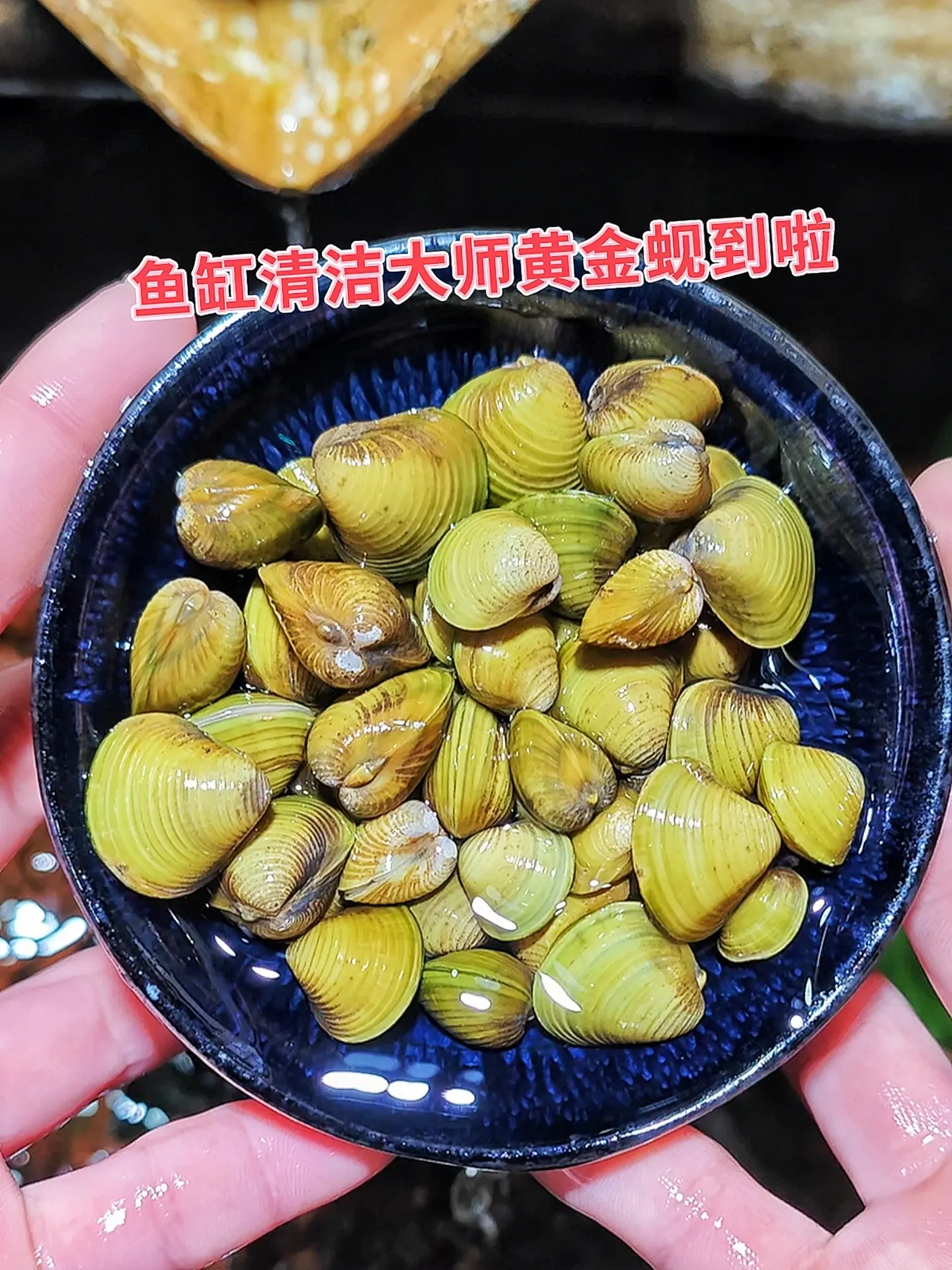 黄金蚬：鱼缸里的生态精灵。1. 水质净化小能手：在鱼缸这个小世界里，水...