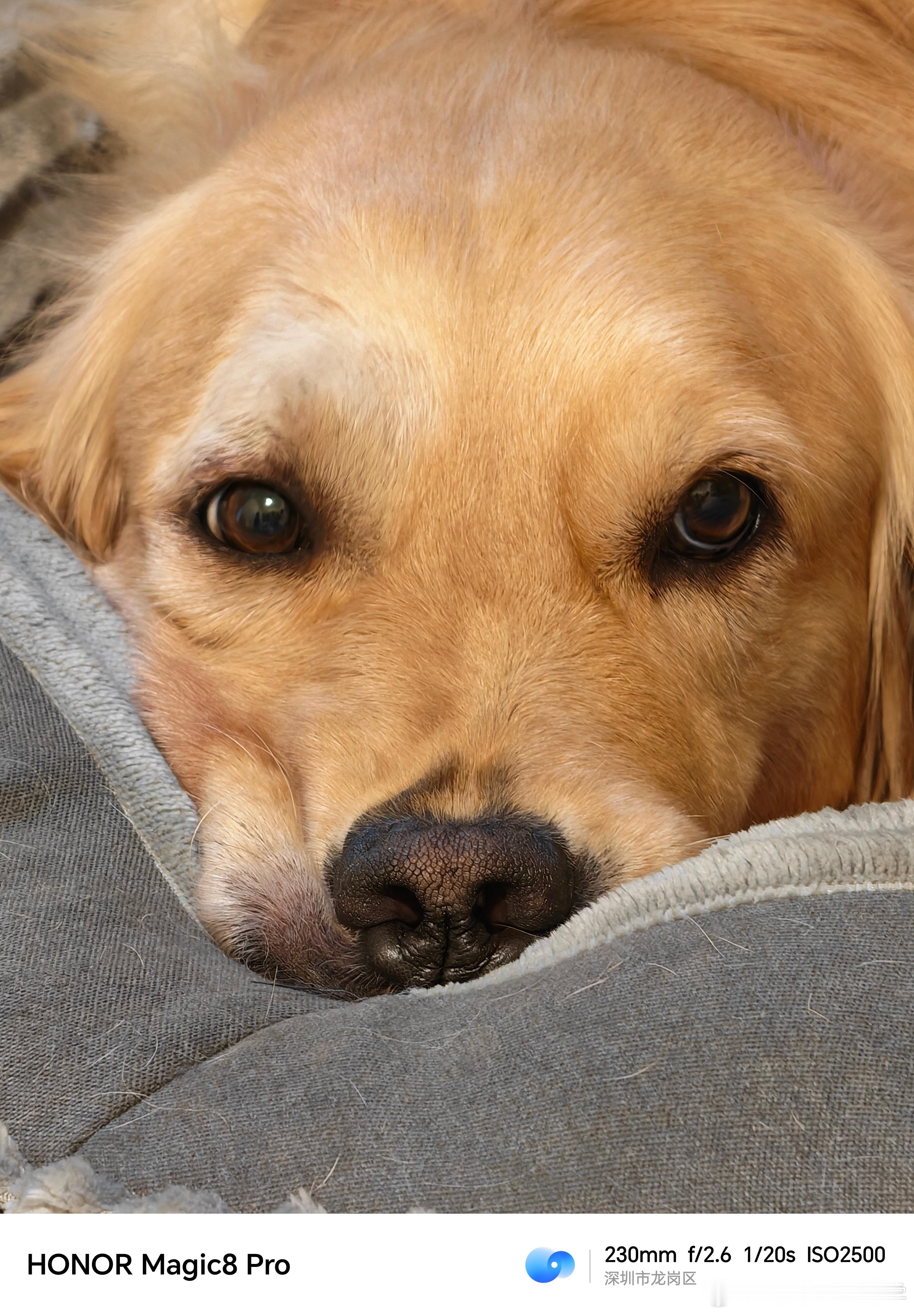 我家崽在荣耀 Magic8 Pro 10倍变焦下的美颜暴击！啊啊啊啊老母亲心都融