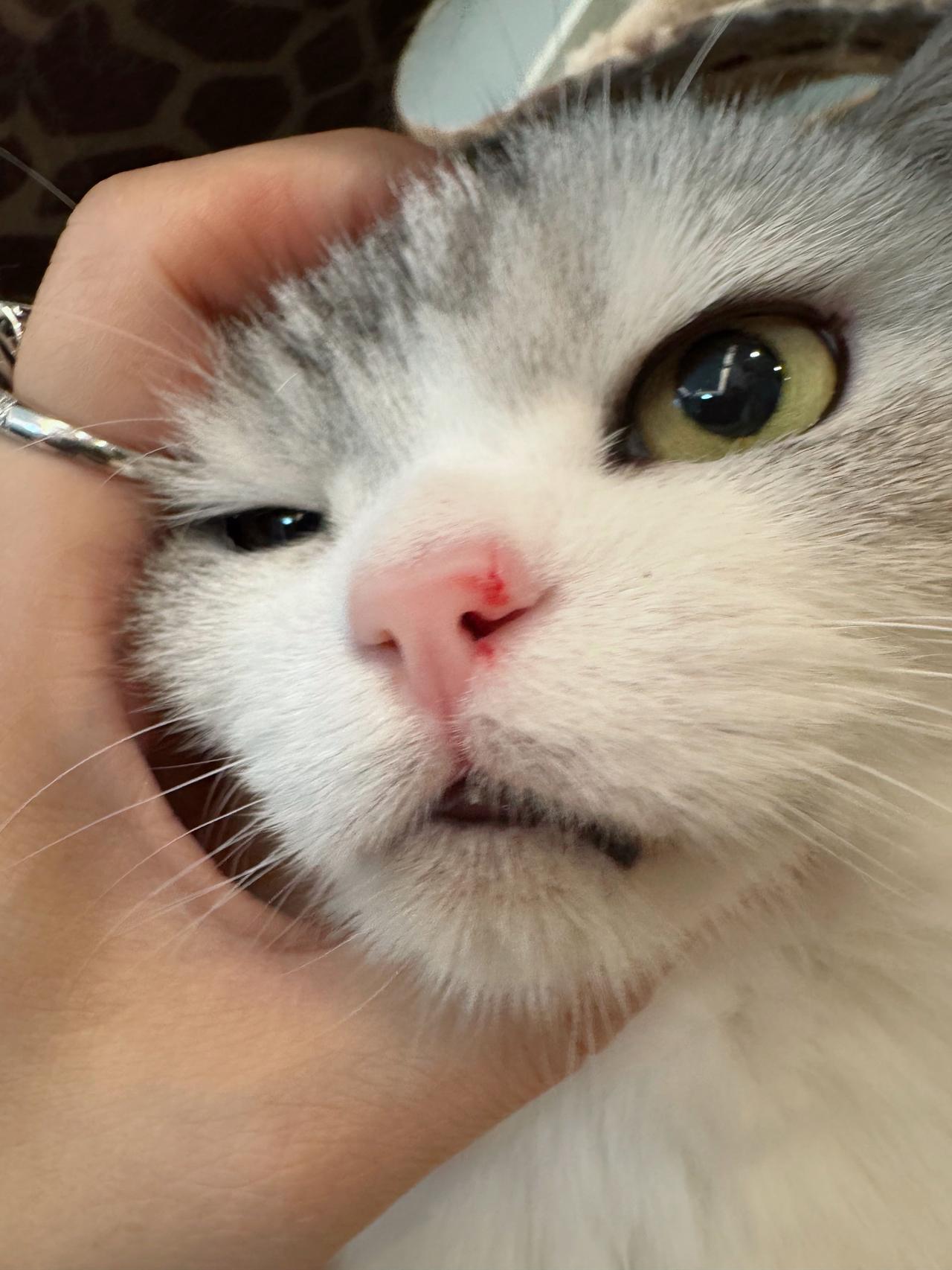 男神破相了，肯定是跟二妹打闹被误伤！小lu最近也太活跃了点。