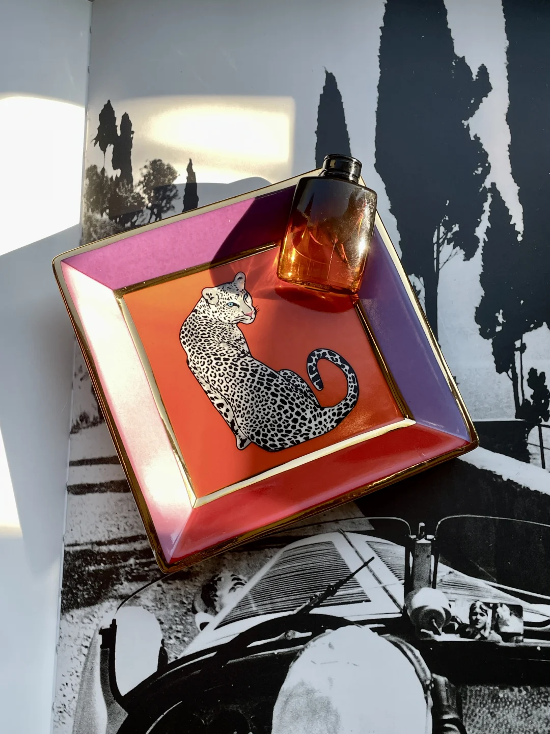 🐆这个色彩太抓人了吧