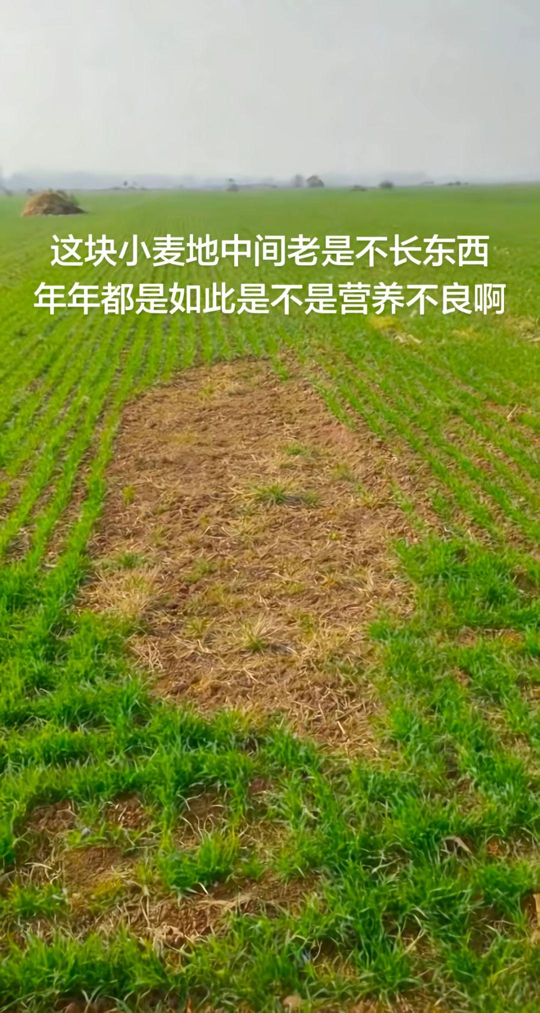 不知道啥情况，中间就是啥也不长