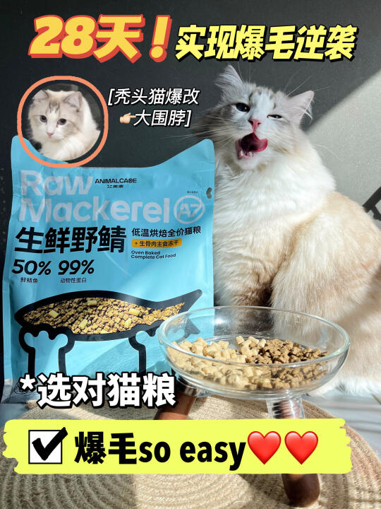 布偶猫家长必看｜保姆级喂养攻略！