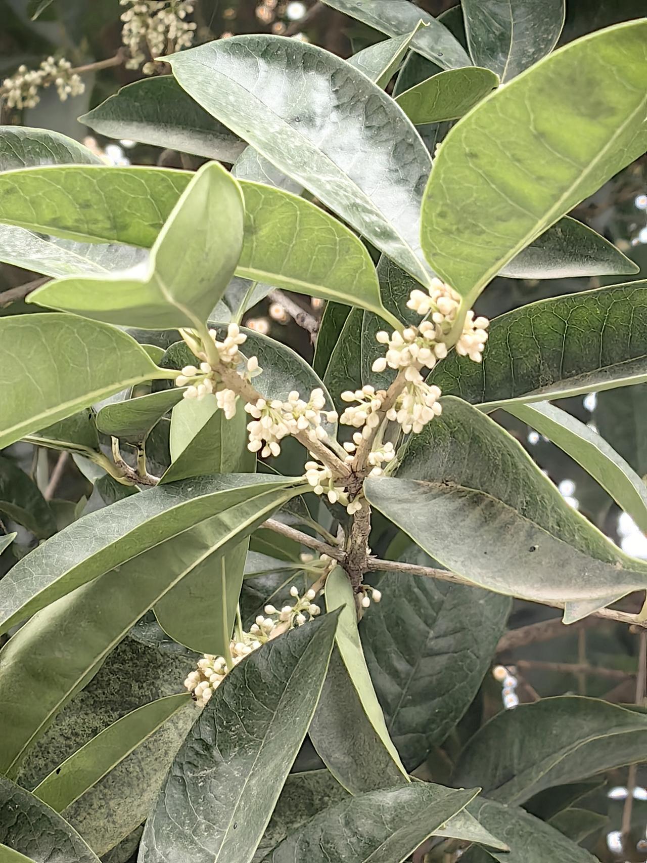人间八月桂花香，今天单位大院里的几棵桂花树开花了！

今天是2026年9月15日