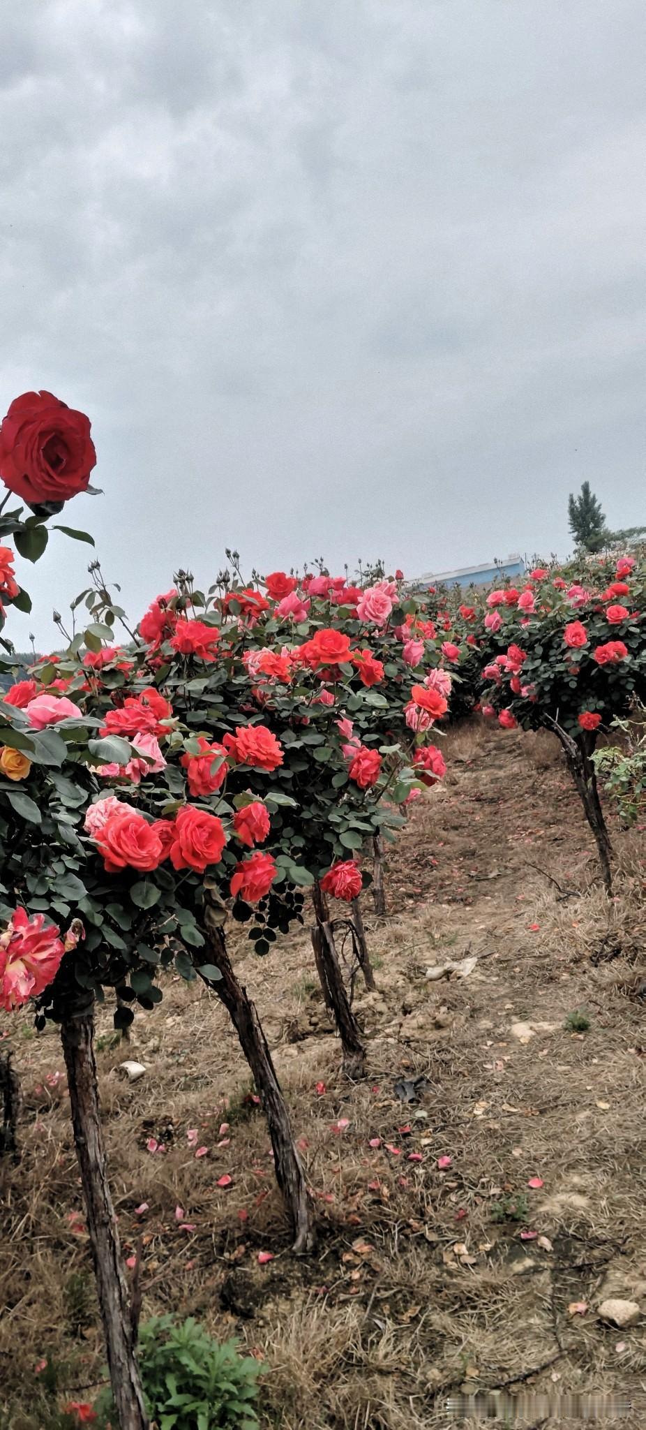 惊艳的玫瑰花园，红艳似火，美不胜收！🌹🌸