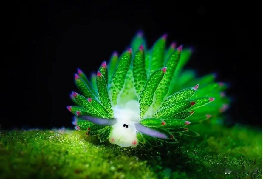 救命！这居然是动物不是植物？

这种叫“叶羊”的生物，我直接惊掉下巴！

它长得