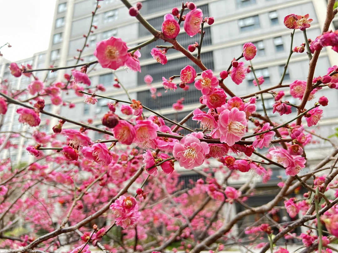 红梅花开了，愿你平安顺遂！