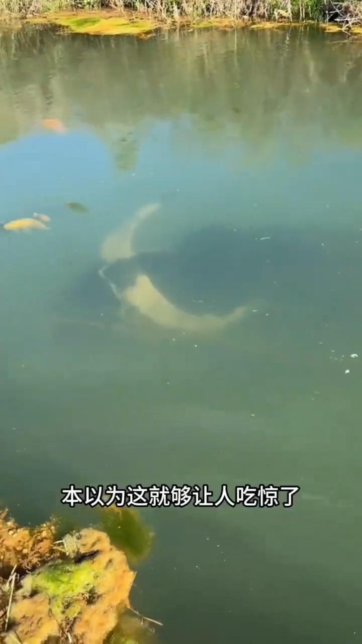 厉害的水牛。
注意看眼前这头水牛，毫无迟疑直接把全身迈进河沟里。它的潜水能力比人