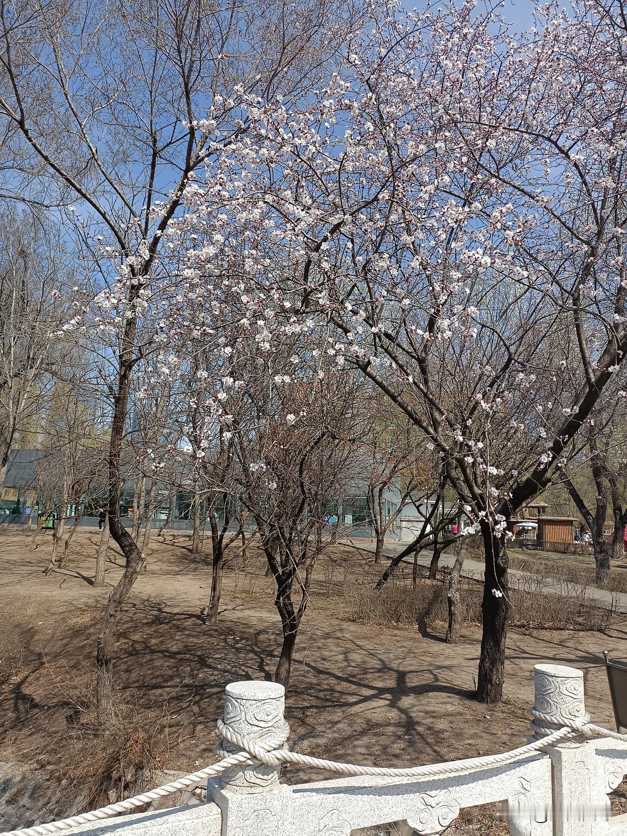 这次伦敦百年世乒赛，国乒男一号王楚钦压力山大。如果樊振东参赛，两名超级乒乓球运动