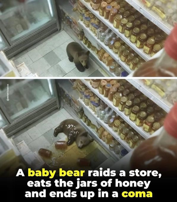 一头小熊闯进商店，吃了很多蜂蜜，把自己撑晕了 ​​​