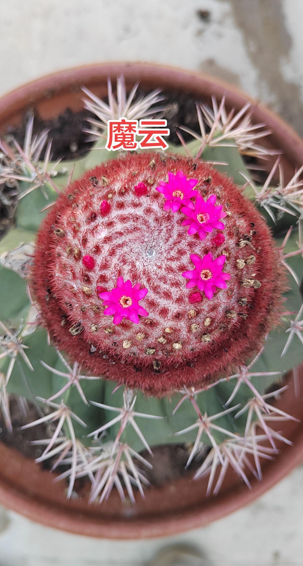 仙人球开花🌸