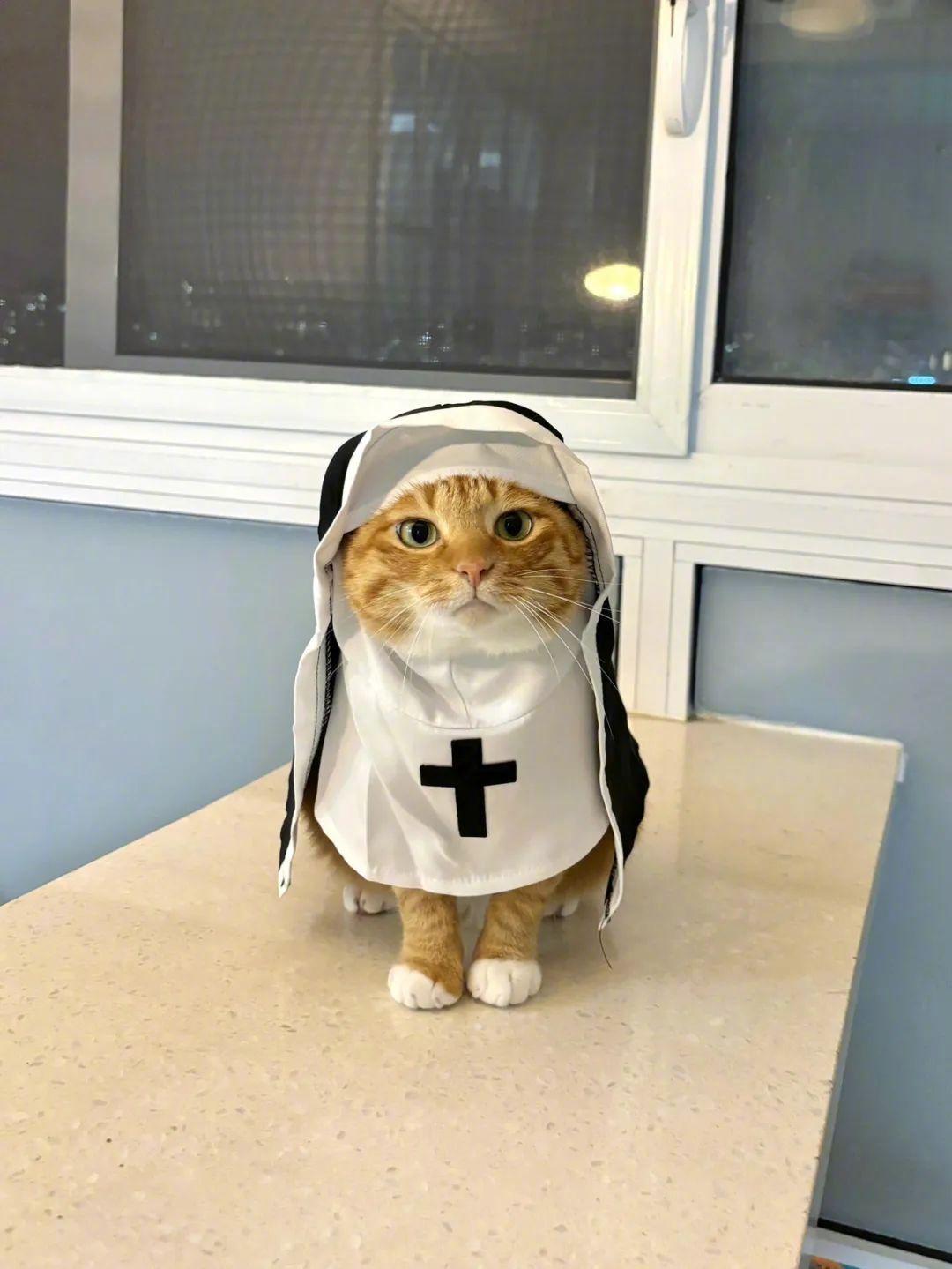 这难道就是传说中的修猫修猫为你祈祷猫咪的心思都写在脸上了