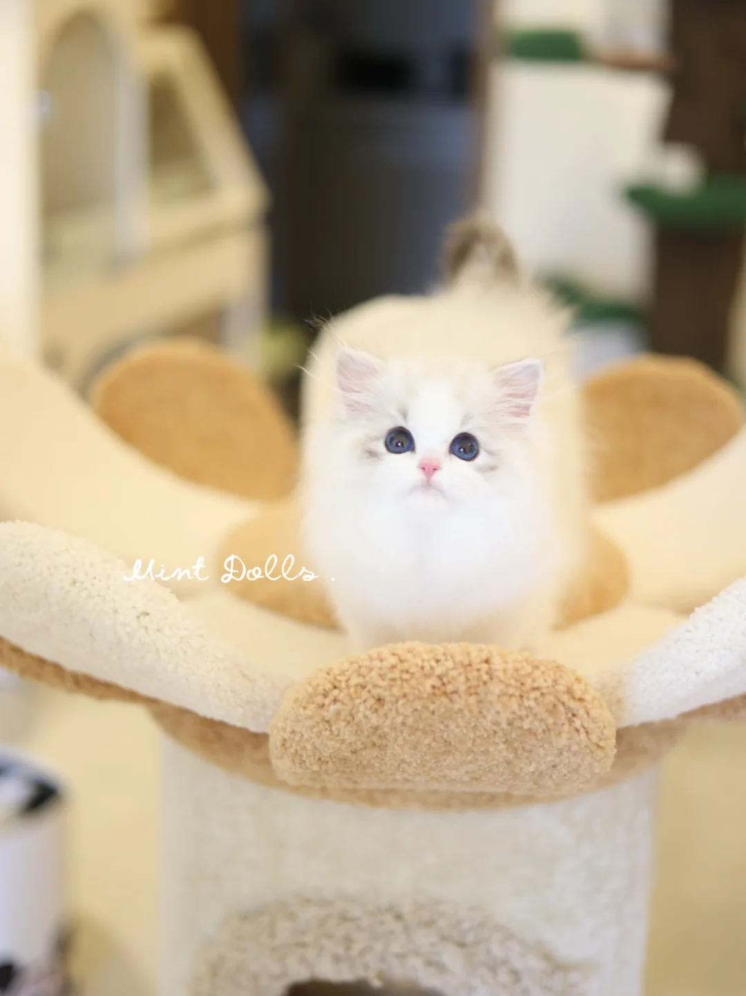 谁懂啊！我家小猫真的好会看镜头