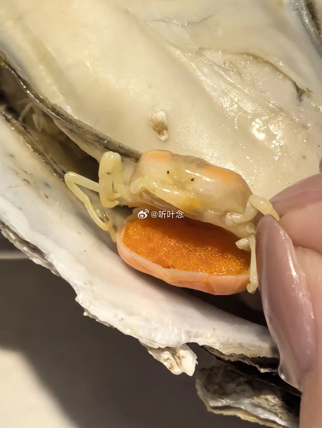 在盒马买的生蚝🦪里发现了这个，还挺可爱的，这是什么呀[闭嘴] ​​​