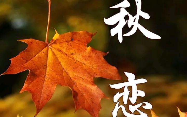 一剪梅•落叶叹
带雨梧桐不许愁。才上枝头，又别枝头，此生无悔伴春秋。绿也风流，黄