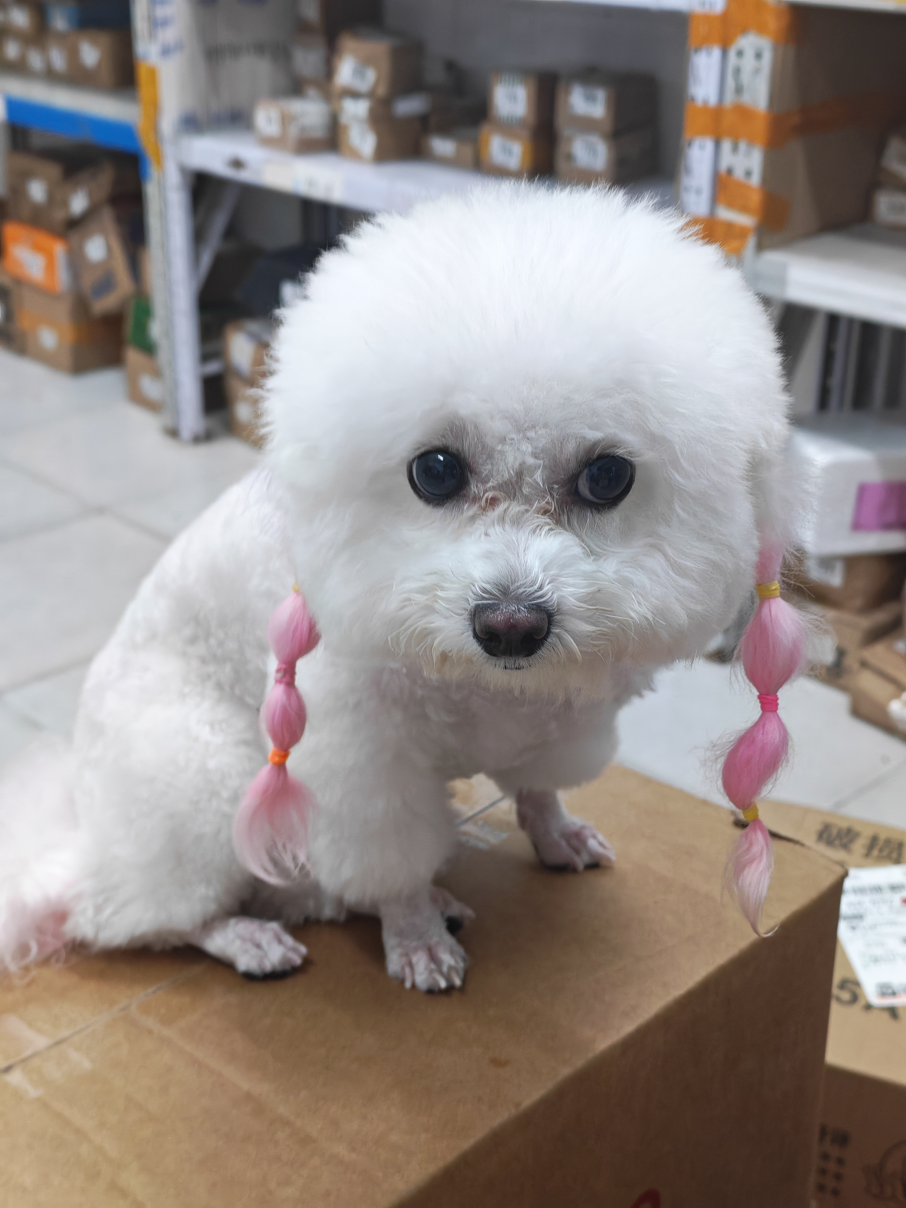 遇到天使狗狗🐶长得太漂亮了吧  ​​​