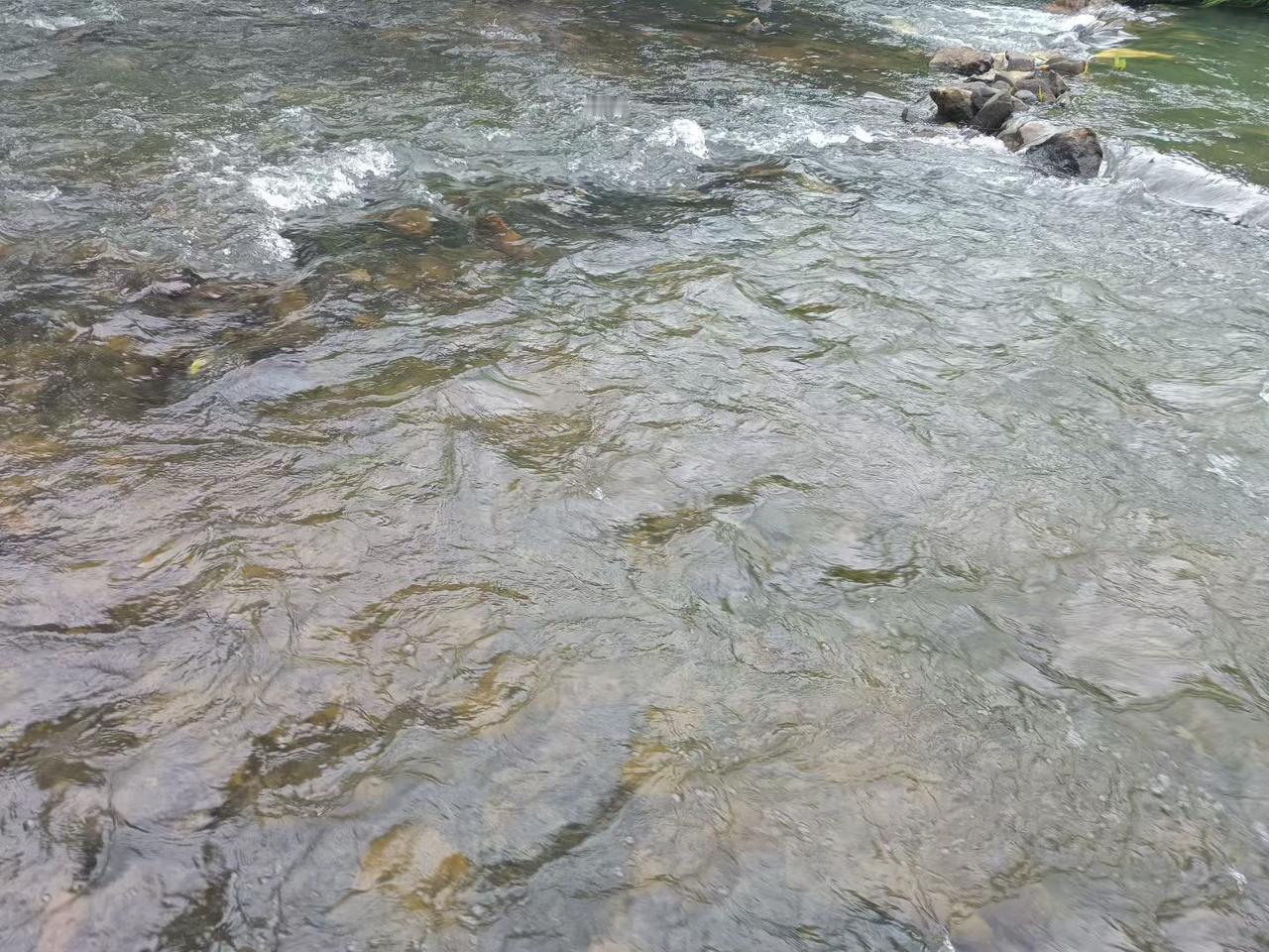 最近几天的高温天气热得让人发昏，找个小河抓鱼摸虾简直爽翻。我照着攻略挑了个清晨，