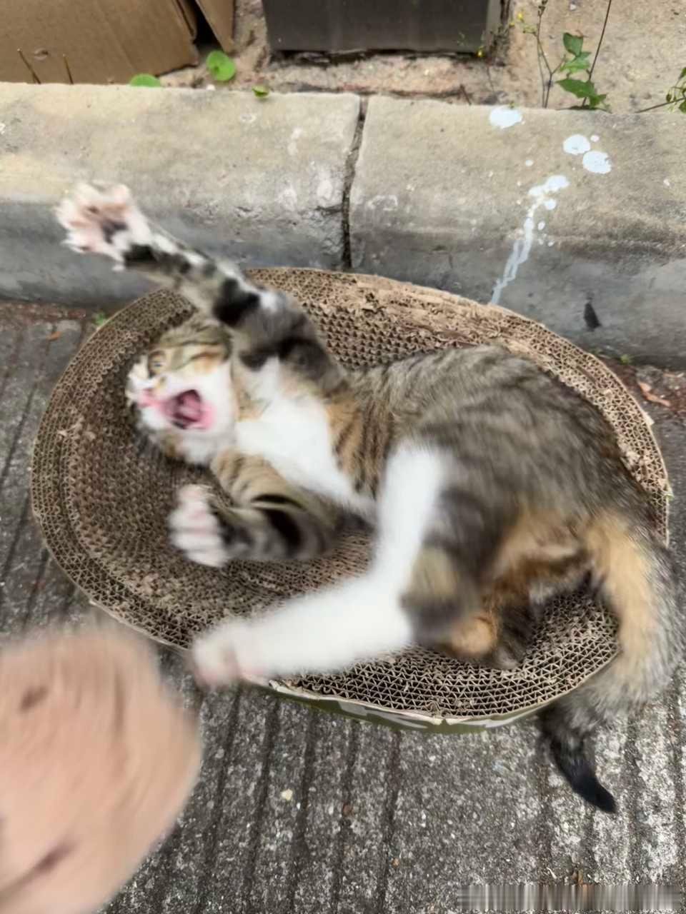 49885【丑猫】雷霆小萌脚 