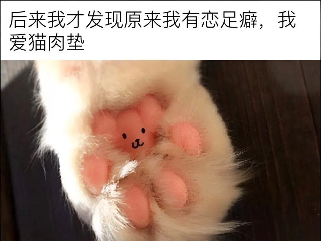 已确诊🐾 