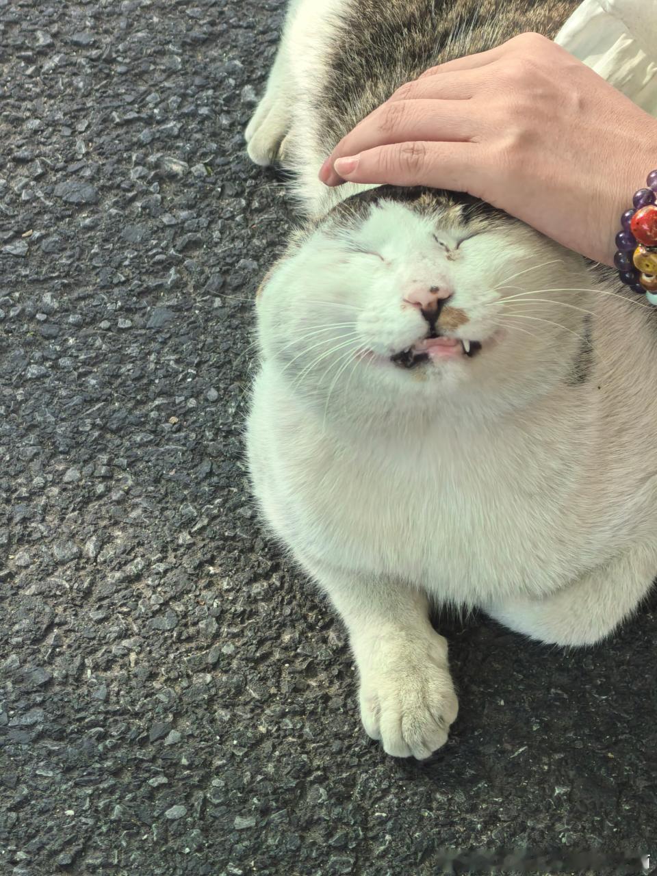 49259【丑猫】47225猫又来了！ 