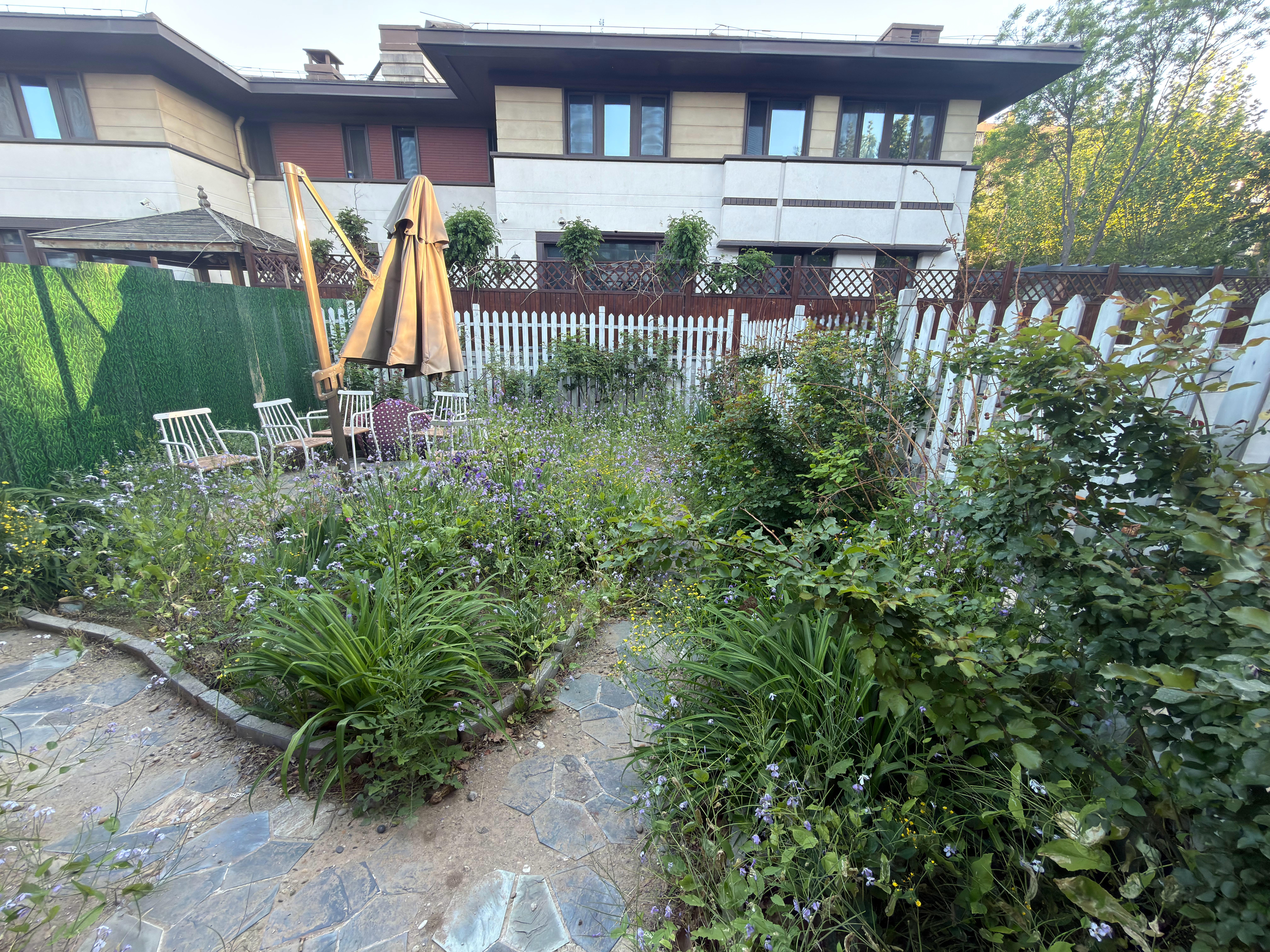 4月邻居家装修花园，我也忙的四脚朝天，没顾的上除草整理，今天发现花园已经没眼看了