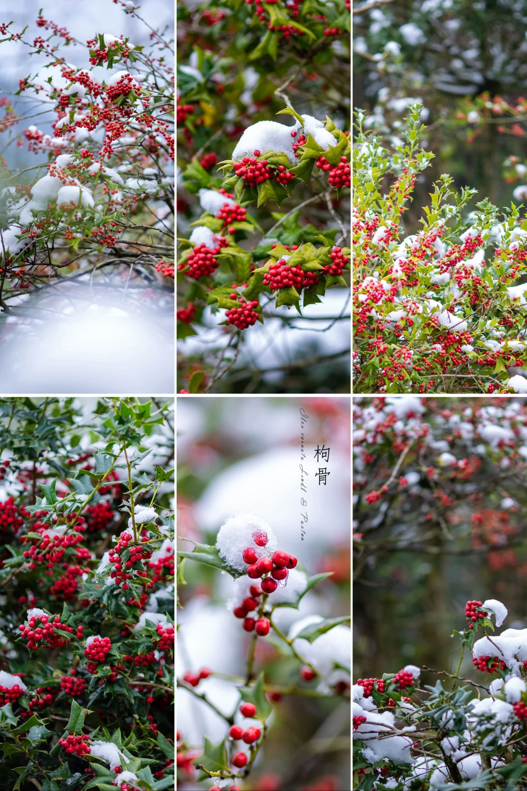 雪中的“红豆”——枸骨