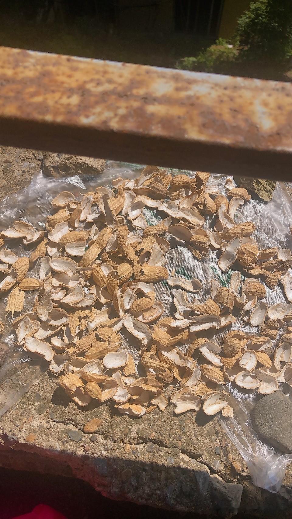 问问大家，这花生皮晒干了能干啥？

昨天去早市，看到路边的墙台上不知道谁晾晒的花