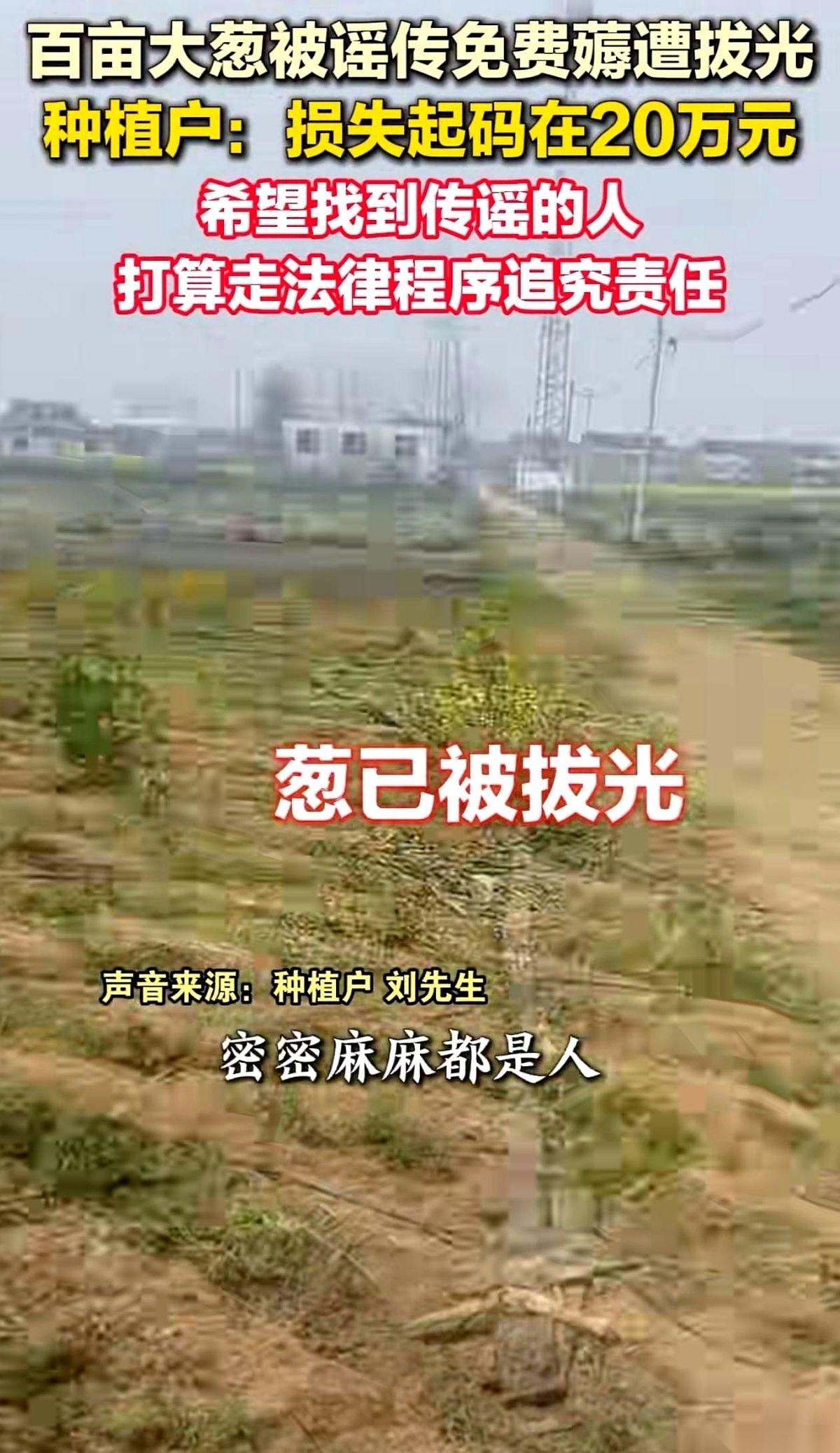 几百斤大葱，半小时被拔得一根不剩。
江苏启东，这块原本安静的农田，在那个午后成了