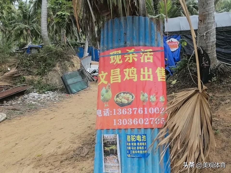 文昌清澜半岛：现杀活鸡出售，有鸡有蛋，主打鲜活。