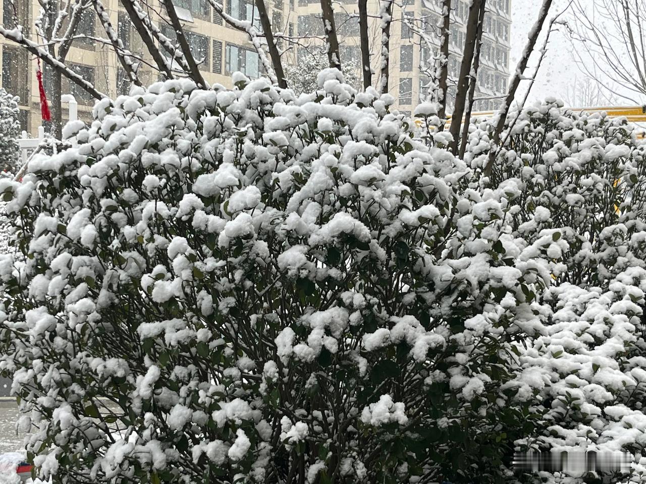 冬到春，春到夏，飘雪的季节你在哪？你哪里冷吗？