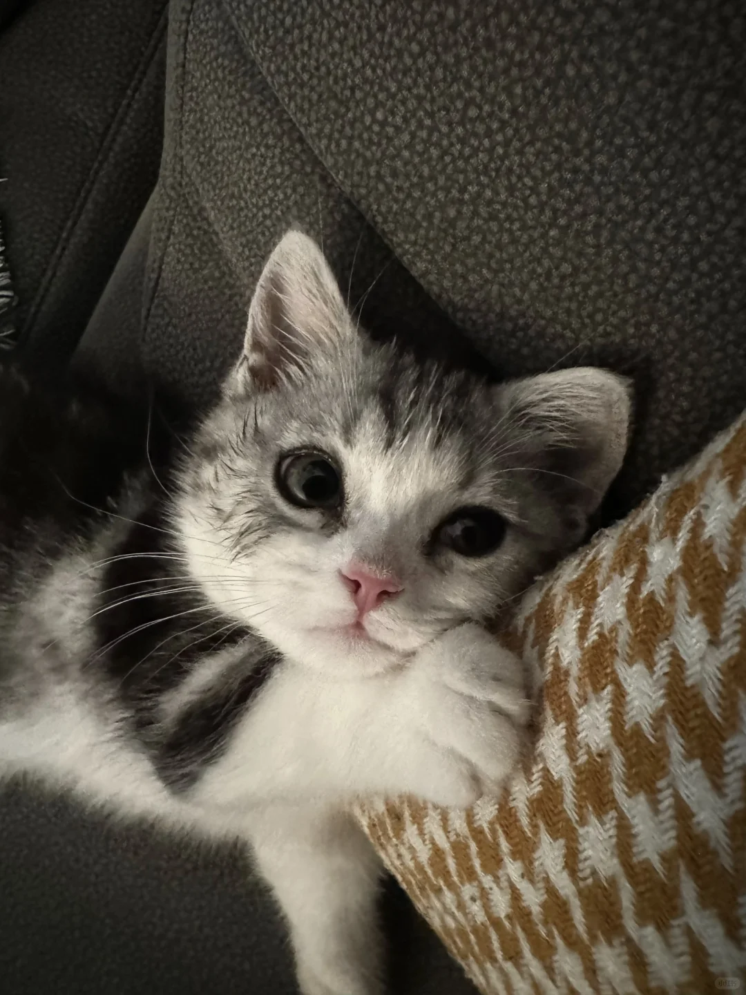 挑战不摸小猫第一天