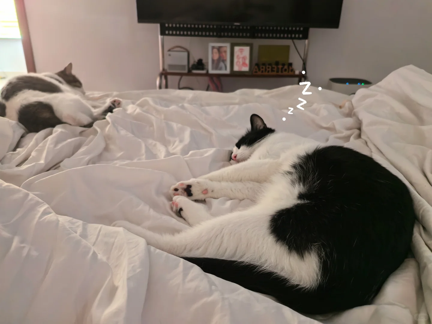小猫要睡中间定律