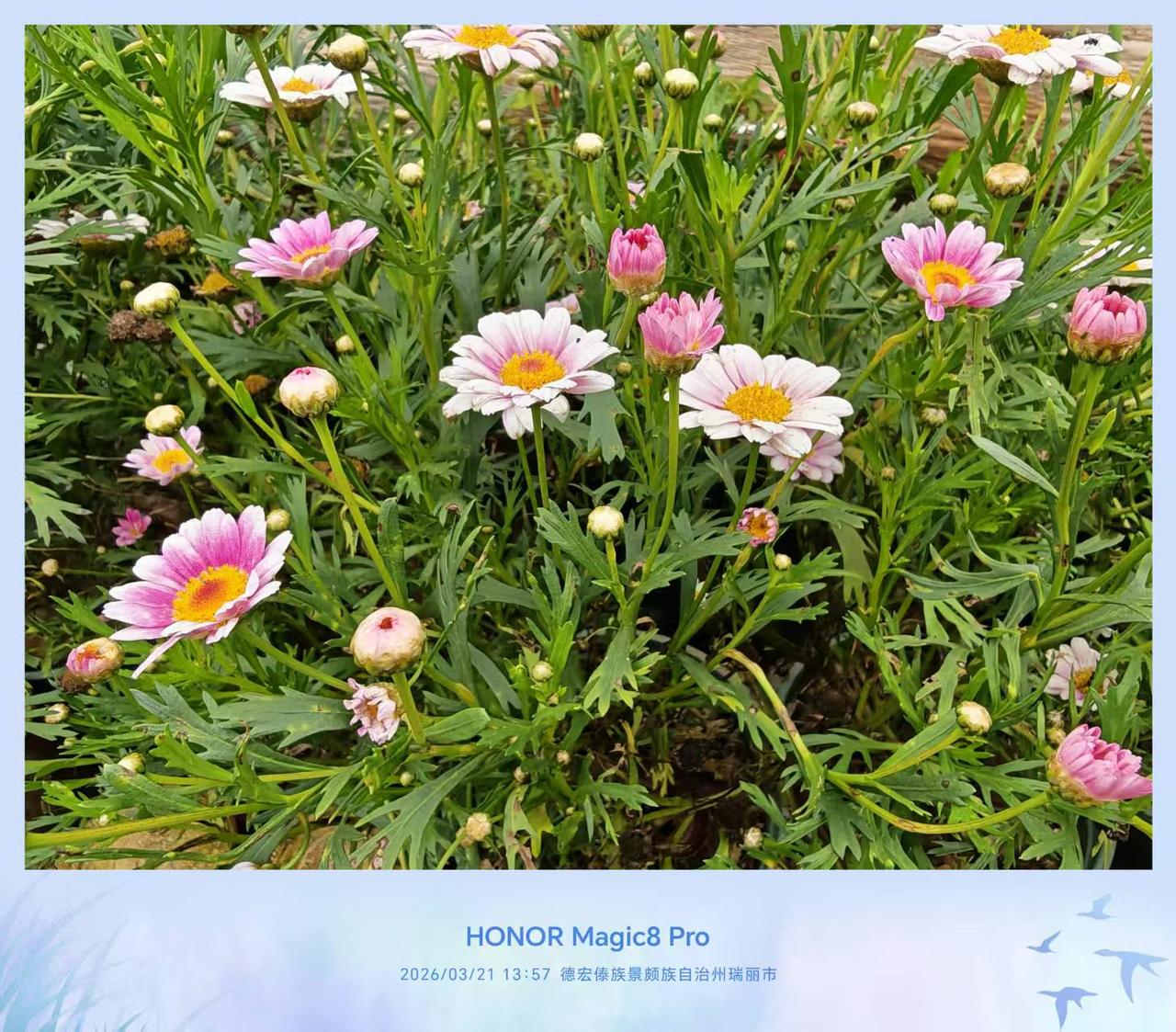 群里有人甩了三张荣耀Magic8 Pro的样张，我直接好家伙！
这色彩、这细节.