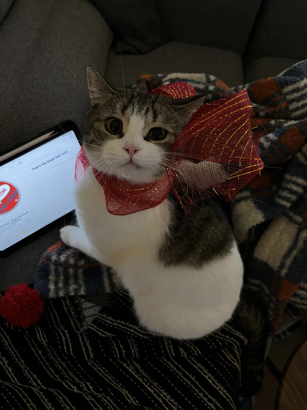 圣诞🎄限定🐱