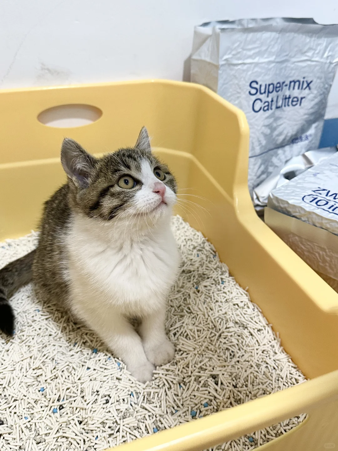 🐈•🧹|只有养猫人才知道除臭有多重要