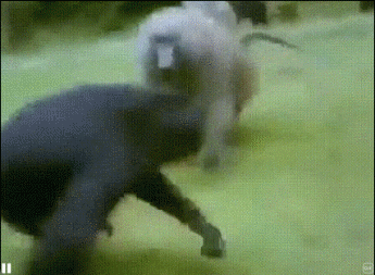 黑猩猩保护自己的幼崽免遭狒狒的侵害 ​​​