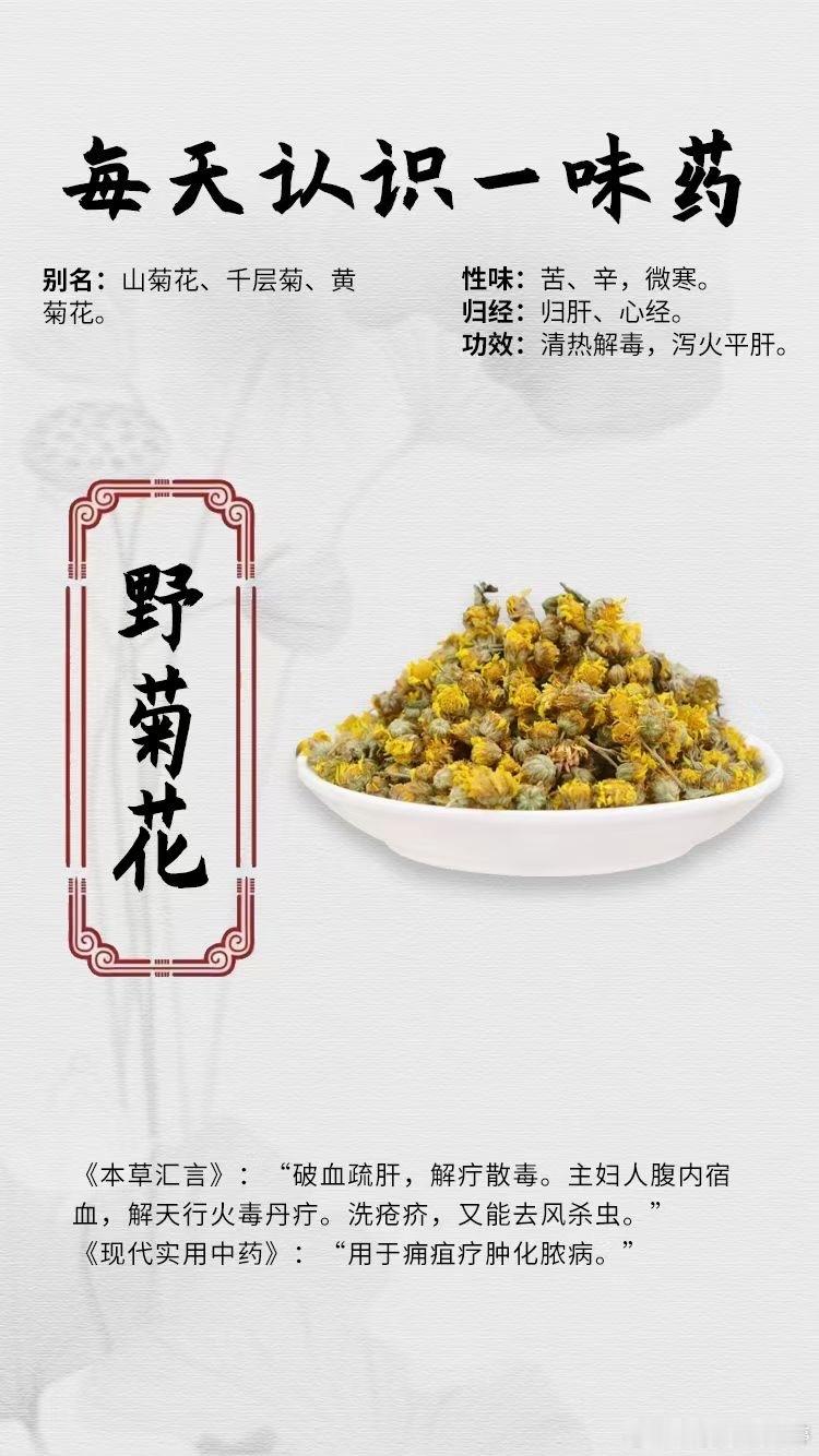 #每天一味中草药##健闻登顶计划# 【每天认识一味药】[玫瑰]野菊花🔍别名：山