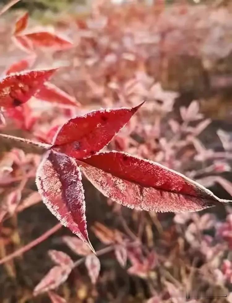 上联：千山树叶张张老，
下联：万水鱼虾个个肥。
横批：云淡风轻[耶]

友友请邀