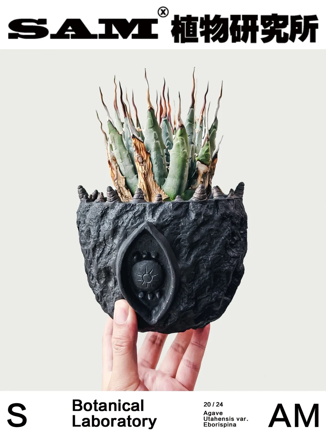 曲刺妖炎｜Agave Utahensis var. Eborispina