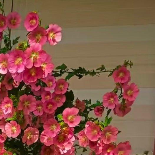 木槿花1. 栽培方式：园土+腐叶土+河沙，疏松透气中性土壤；根系强健生命力强，地