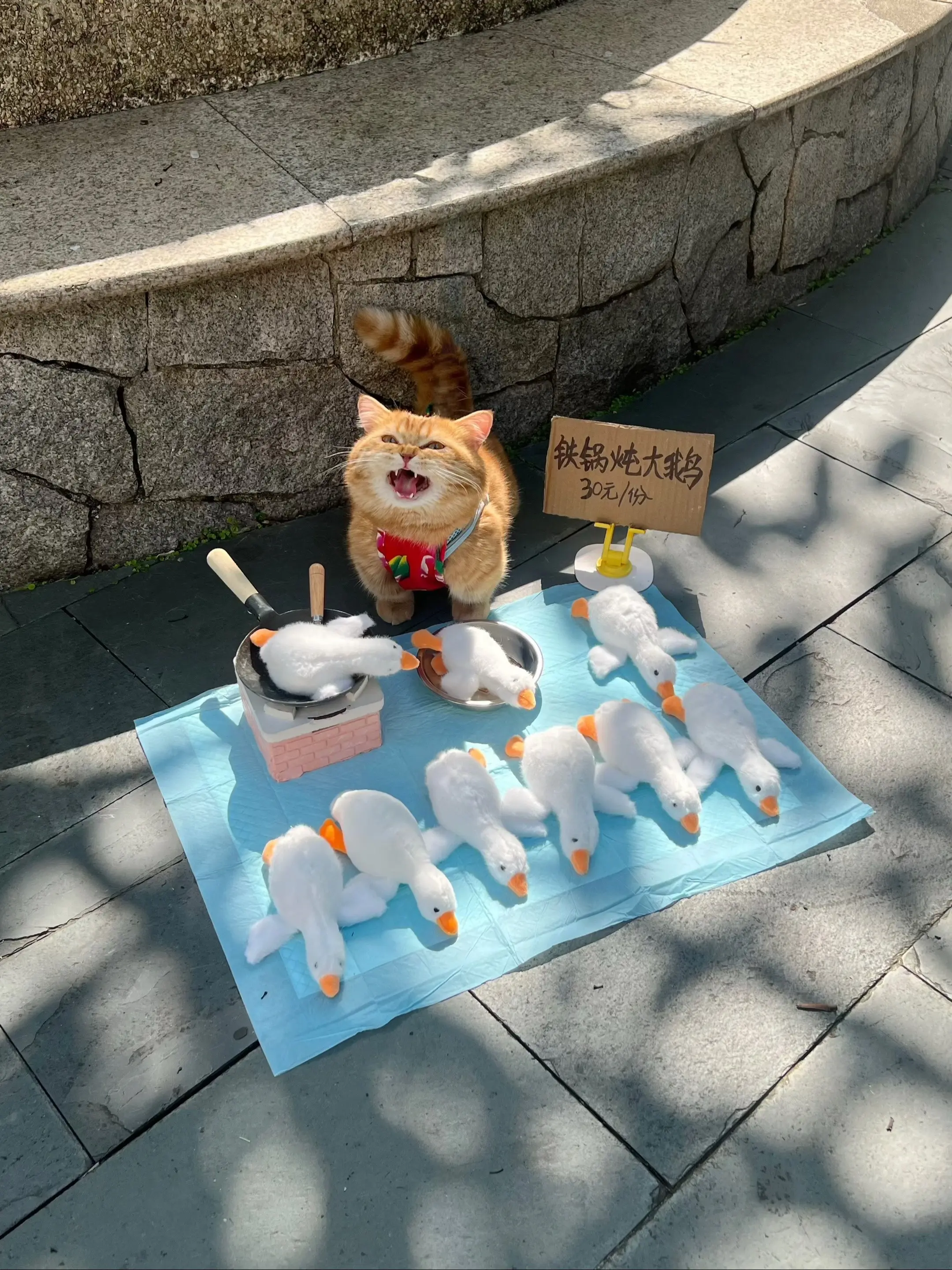 铁锅炖大鹅，就爱这一口！猫咪日常
