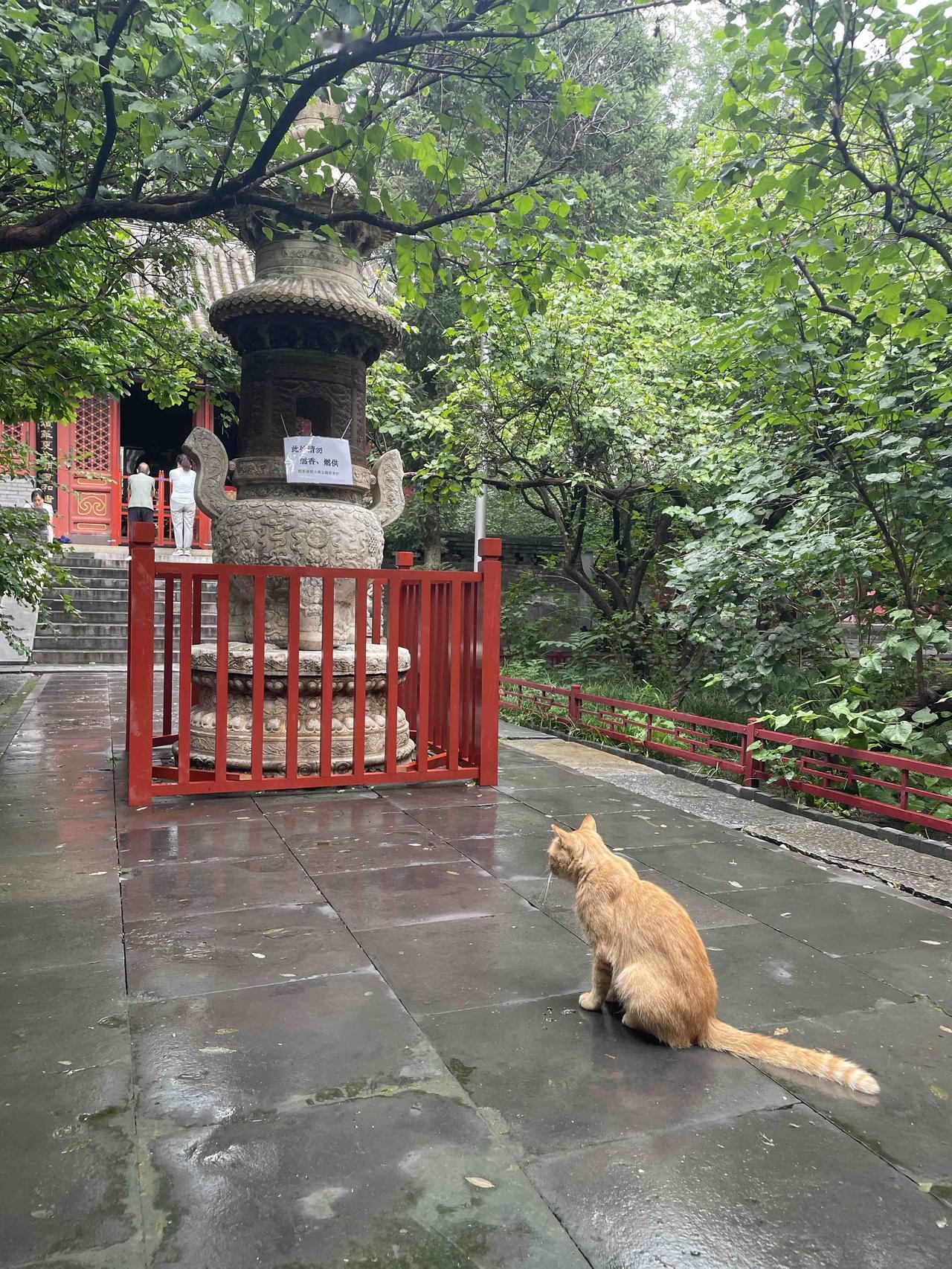 一只小猫立在阶前不动，一人一猫默然对峙，香火间生出几分清净疏离。小猫带温柔，法源
