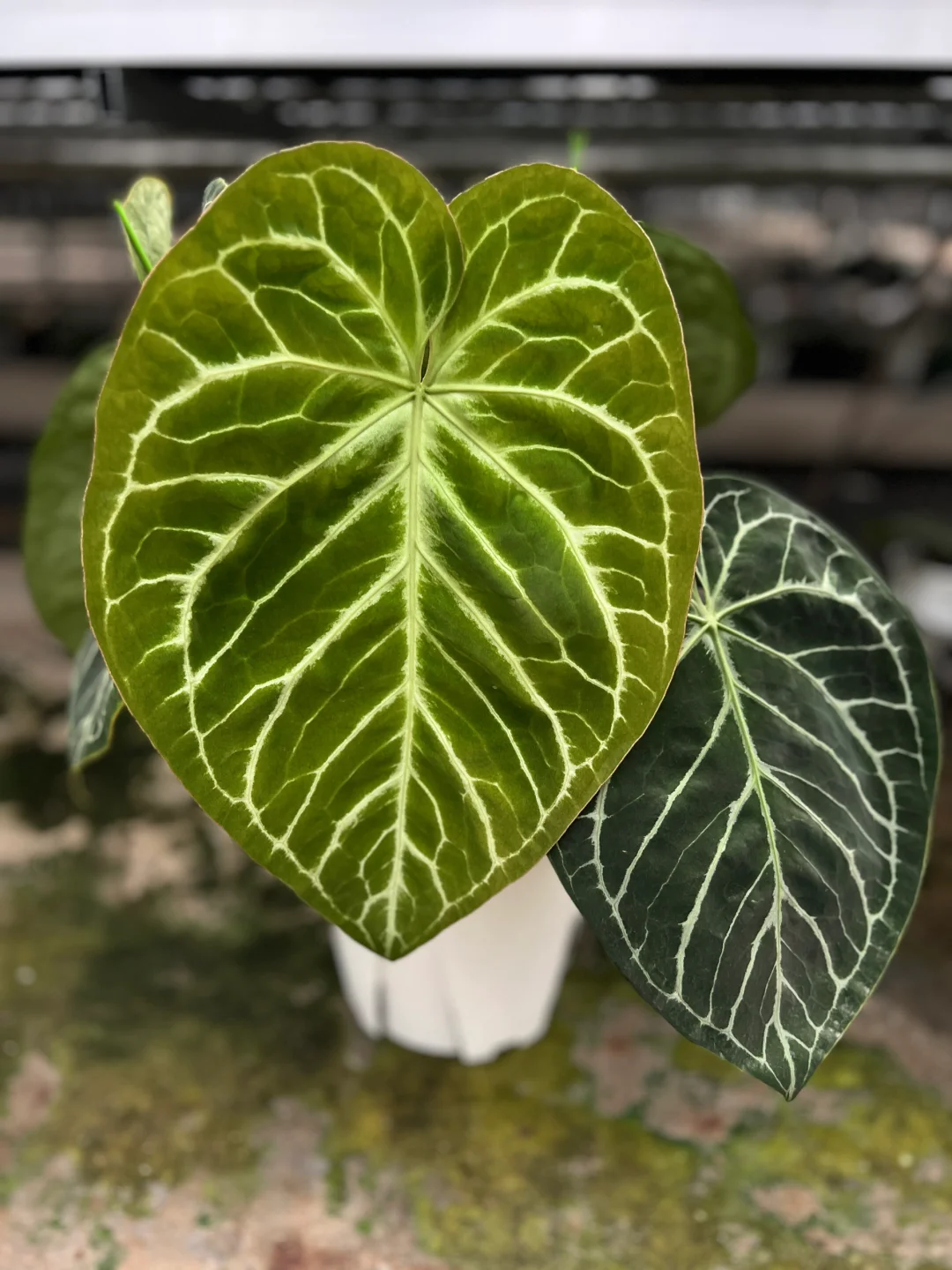 花烛还是大点好看