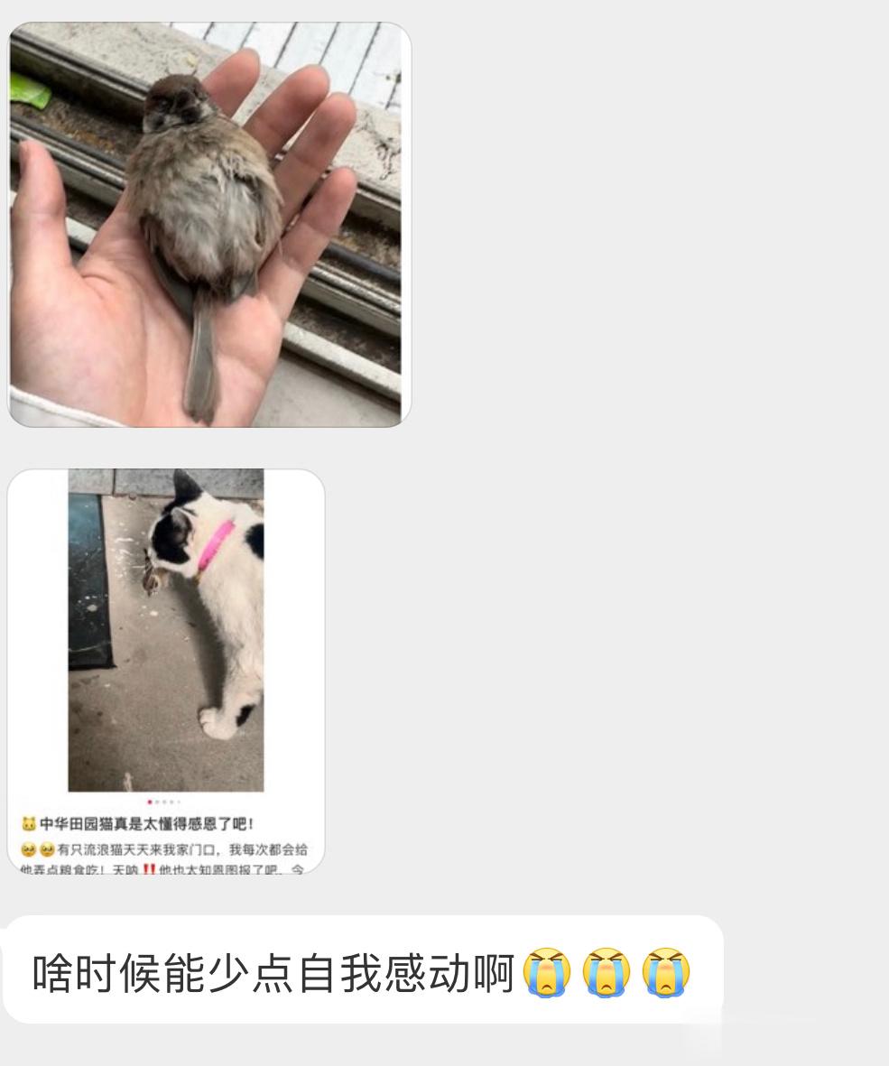 #野生动物与流浪猫# 投喂流浪猫对猫没有任何实质性的帮助只会让其肆无忌惮地猎捕其