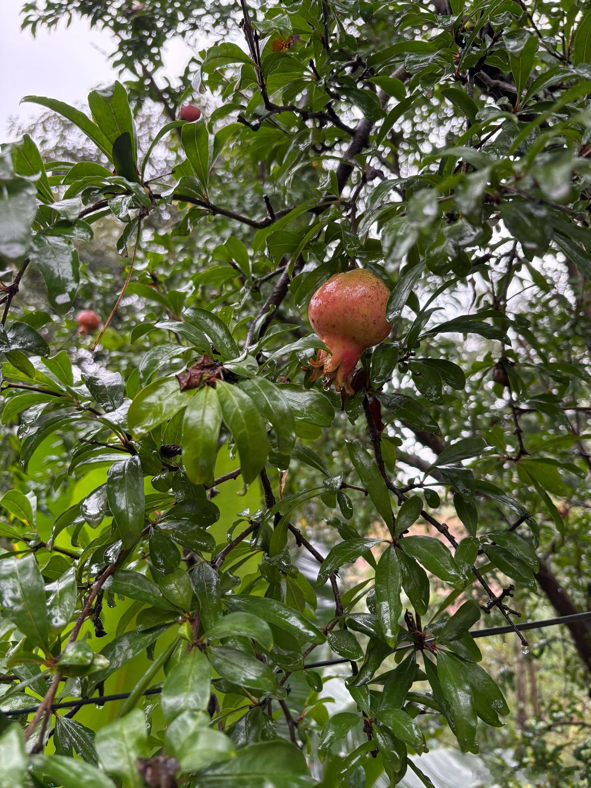 萤火乐园[超话] 秋雨不是愁，丹桂易飘香。透窗烟含翠，入目诗几行。心中热血在，不