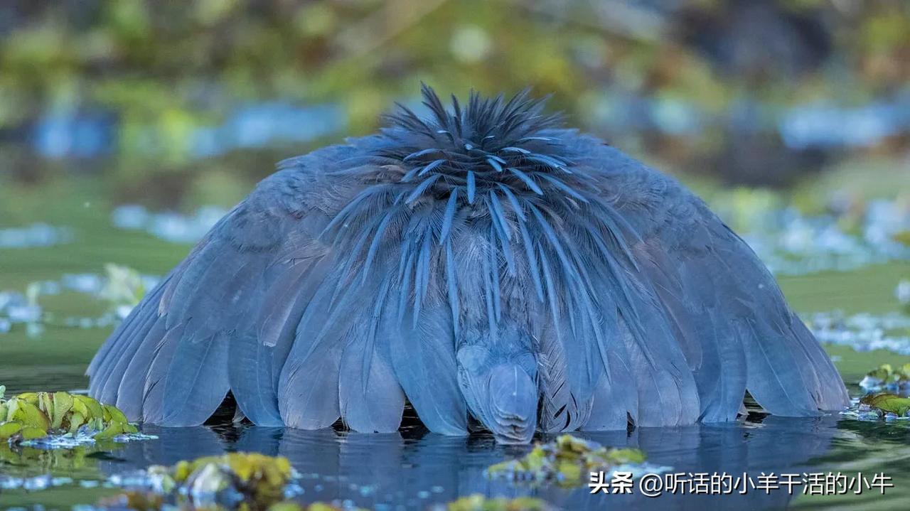 [心灵旅行:聪明从何而来?]博茨瓦纳🇧🇼黑鹭捕鱼(乔贝国家公园)
【旅行】捕