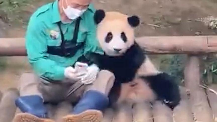 【韩国动物园招聘大熊猫福宝"一日饲养员助理”网友疯狂 上万人报名】据韩国《中央日