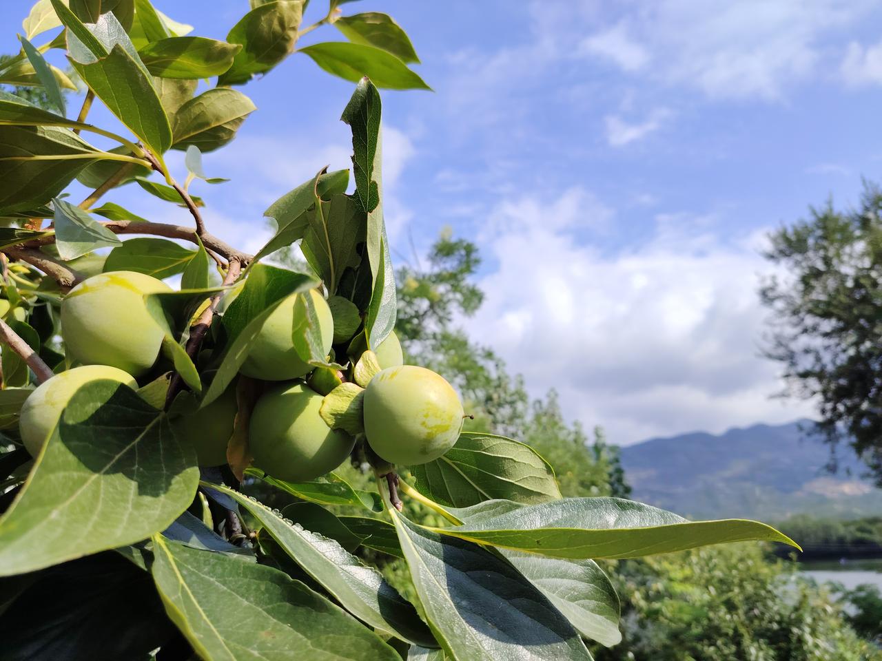 树上的柿子🍅快要成熟啦！
 乡间柿子 柿子的美景 高枝上的柿子 秋日里的柿子红