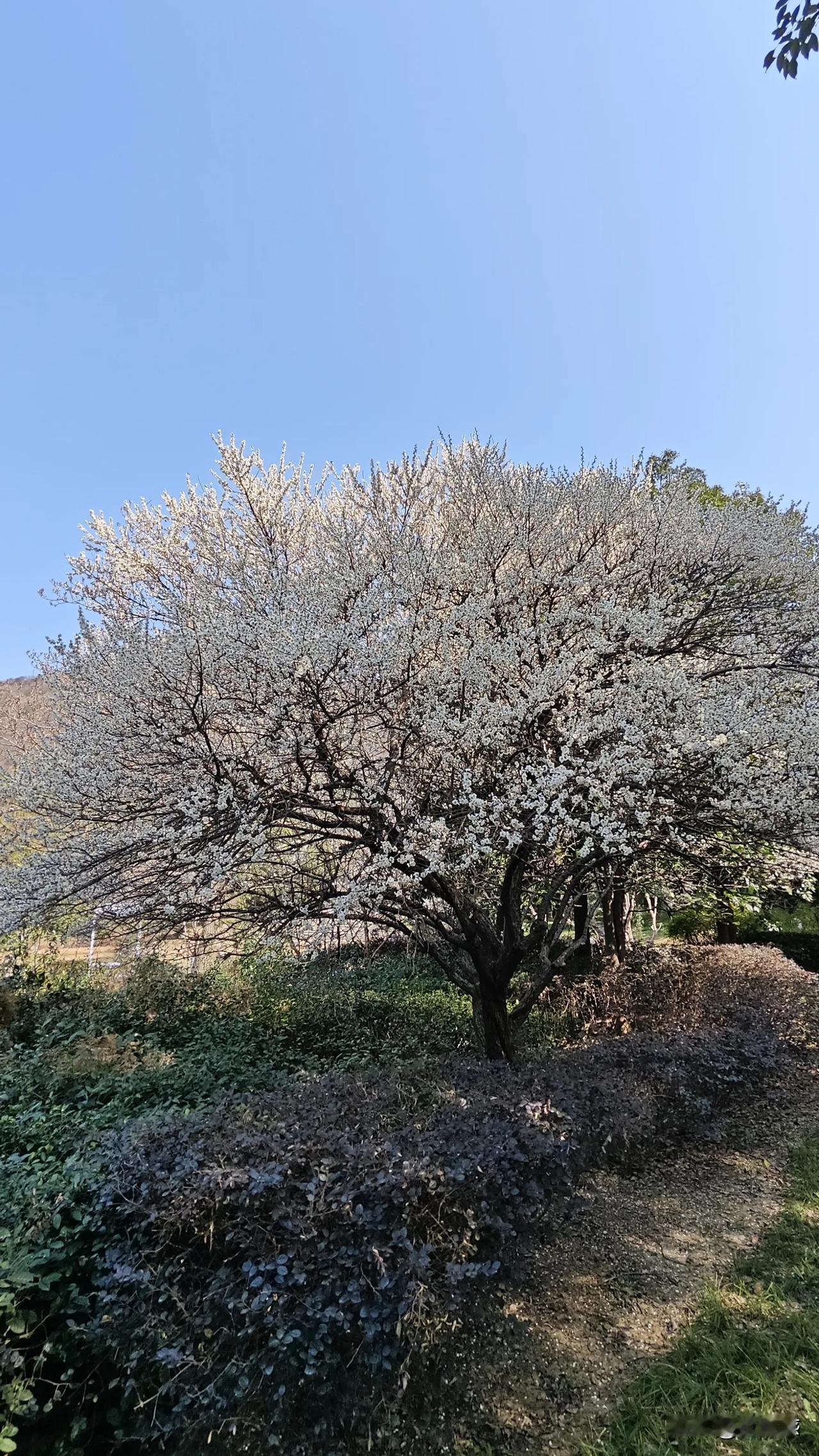 一树梨花压海棠