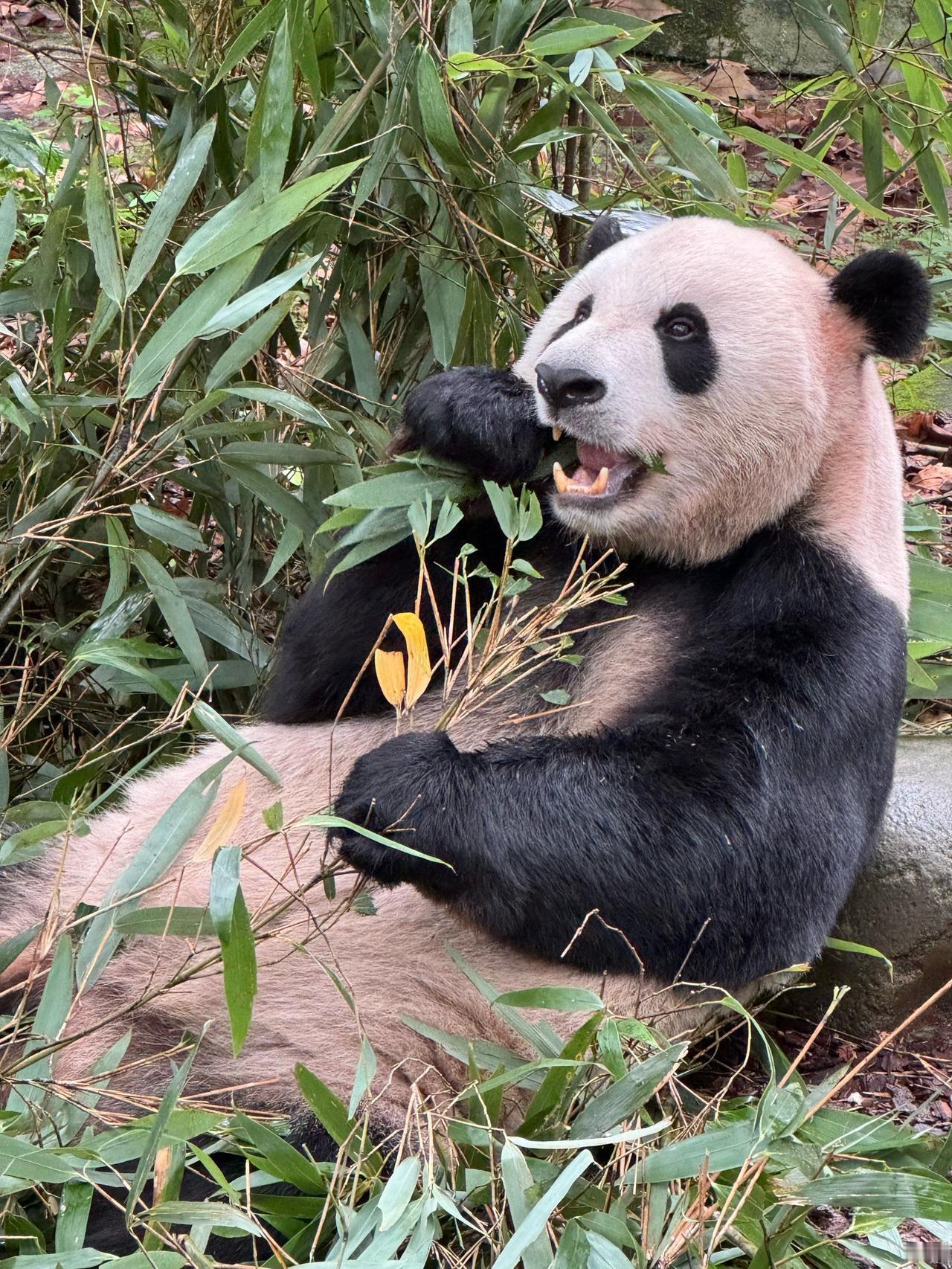 大熊猫吃竹子